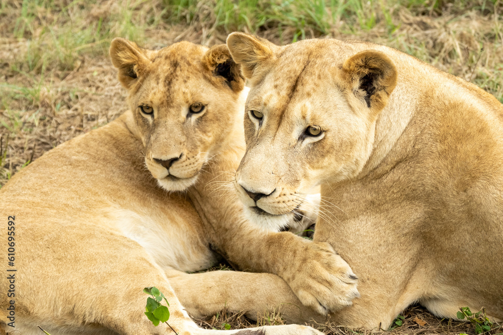 Obraz premium South African Safari Hluhluwe Wild Lioness