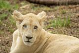South African Safari Hluhluwe Zulu Wild White Lion Cub