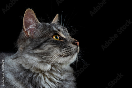 Black cat on a black background. Close-up view head and face of an elegant pet © TSViPhoto