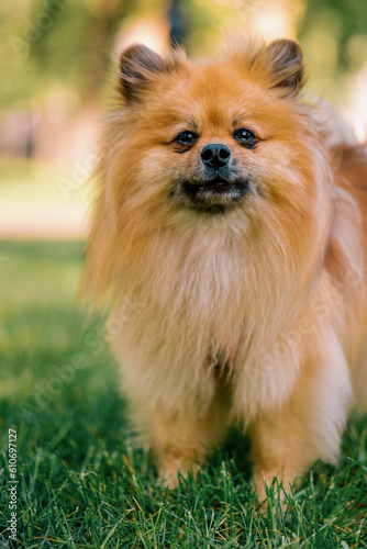 portrait of a small red-haired cute fluffy pomeranian spitz dog walking in the park animals in nature close-up © Guys Who Shoot