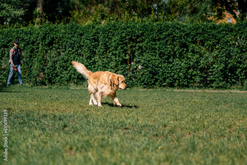 beautiful fluffy golden retriever labrador on a walk in the park playing on the grass summer animal