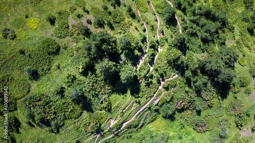 aerial view of paths and plants