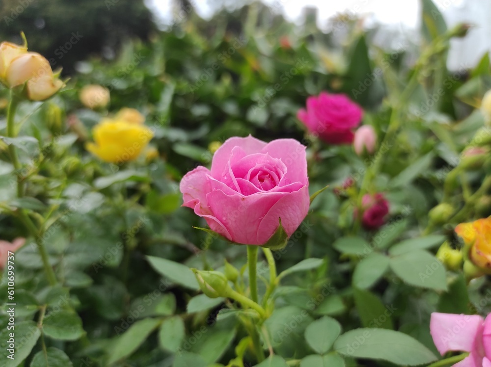 Garden roses are predominantly hybrid roses that are grown as ornamental plants in private or public gardens. Garden roses are predominantly hybrid roses that are grown as ornamental plants in private or public gardens.