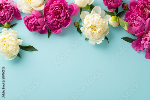 Fototapeta Naklejka Na Ścianę i Meble -  Bunches of peonies concept. Above view photo of magenta and white peony flowers, buds and petals on isolated light blue background with copy-space