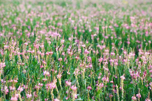 Field of pink flowers Sainfoin  Onobrychis viciifolia. Background of wildflowers. Agriculture. Blooming wild flowers of sainfoin or holy clover