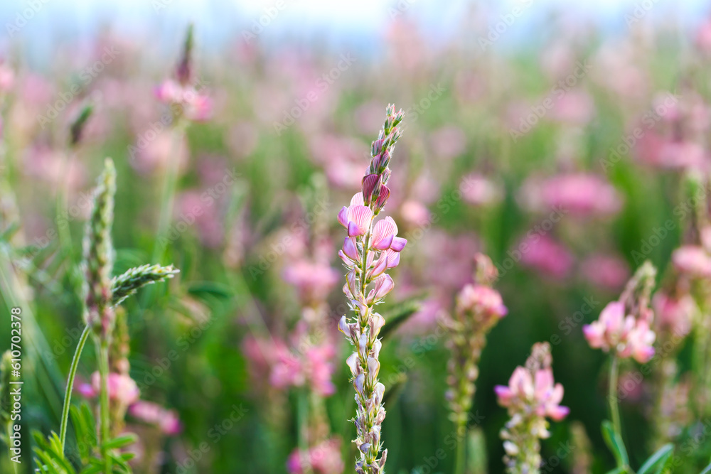 Obraz premium Field of pink flowers Sainfoin, Onobrychis viciifolia. Background of wildflowers. Agriculture. Blooming wild flowers of sainfoin or holy clover