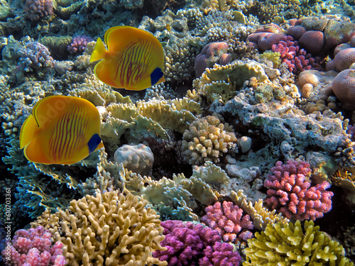  Soft and Hard coral, Red Sea © vlad61_61