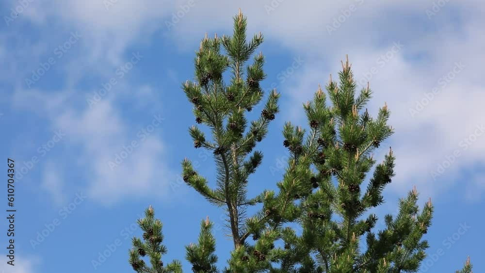 Pinus sylvestris. Last year's cones and fresh shoots on the top of an ordinary pine Pinus sylvestris. Last year's cones and fresh shoots on the top of an ordinary pine