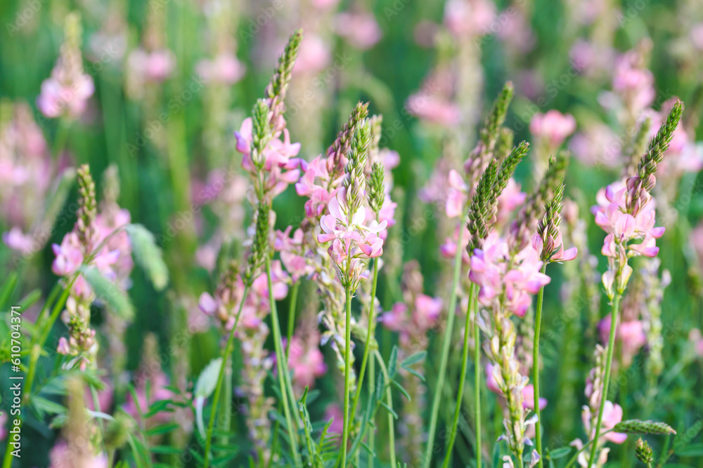 Close-up of a common sainfoin, onobrychis viciifolia, flower in bloom. Honey flower. Beautiful pink wild flower. Meadow grasses. Close-up of a common sainfoin, onobrychis viciifolia, flower in bloom. Honey flower. Beautiful pink wild flower. Meadow grasses.