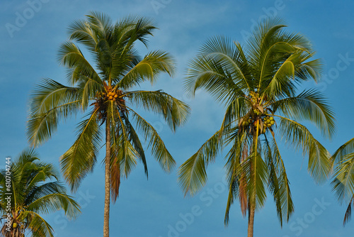 Fototapeta Naklejka Na Ścianę i Meble -  palm trees in the blue sky of a beautiful and calm summer day with some clouds