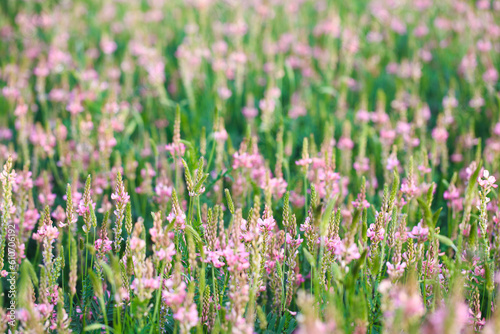 Field of pink flowers Sainfoin, Onobrychis viciifolia. Background of wildflowers. Agriculture. Blooming wild flowers of sainfoin or holy clover © Alwih