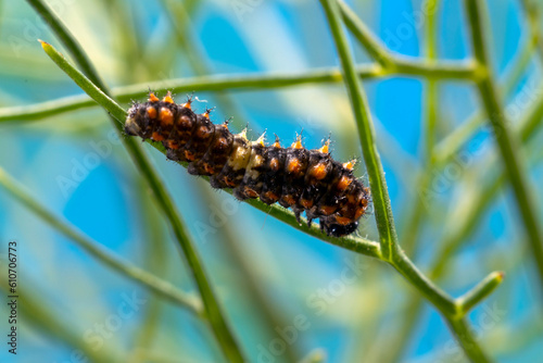 Mediterranean Swallowtail (Malta sub-species) caterpillar (Papilio machaon ssp melitensis), a few days after hatching, about 6mm long. photo