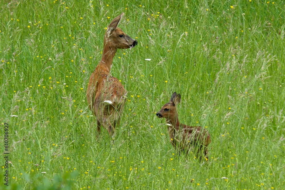 Newly born Roe deer fawn being guarded by its mother in a wildflower meadow
Newly born Roe deer fawn being guarded by its mother in a wildflower meadow