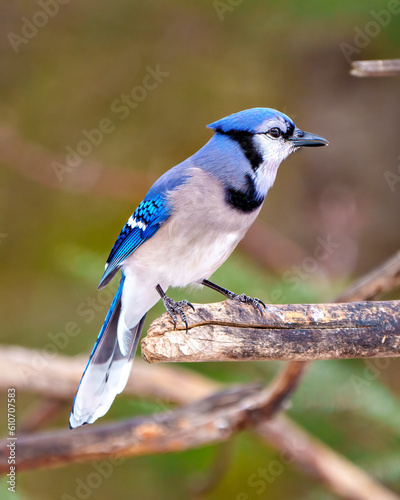 Blue Jay Photo and Image.  Side view perched on a tree branch with a forest blur background in its environment and habitat surrounding displaying blue feather plumage. Jay Picture. ©  Aline