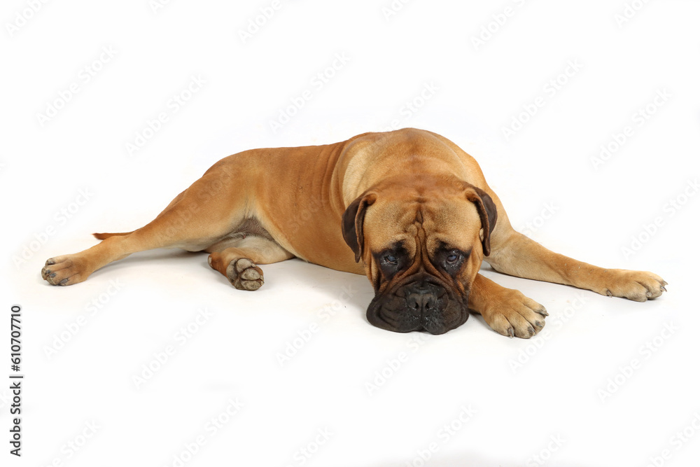 dog looking sad or sick lying isolated on a white background 
