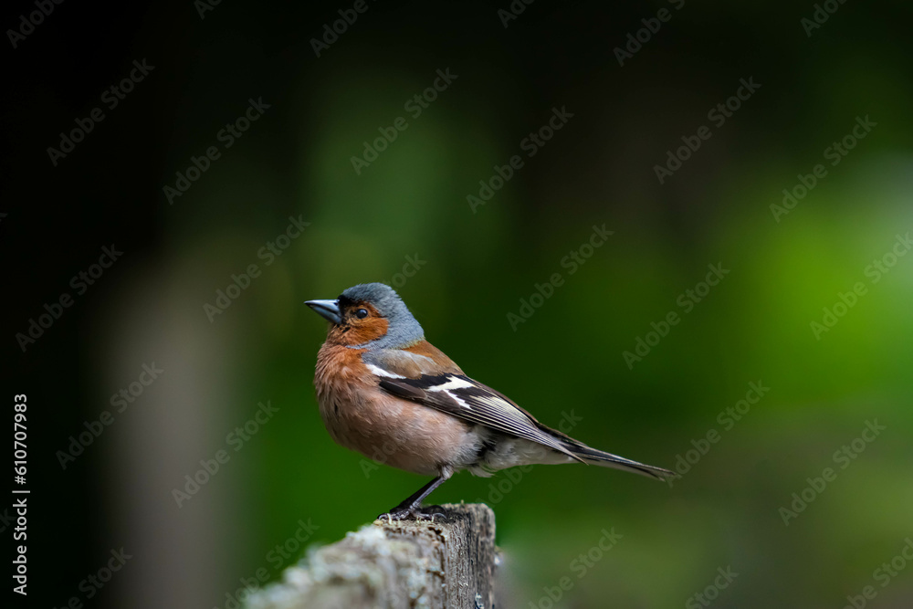 robin on a branch robin on a branch