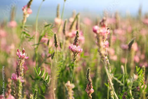 Field of pink flowers Sainfoin, Onobrychis viciifolia. Background of wildflowers. Agriculture. Blooming wild flowers of sainfoin or holy clover