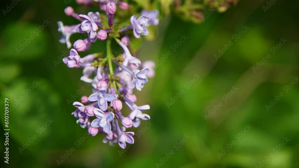 Close-up view of lavender colored lilac flowers on green bush. Beauty in nature. Soft focus. Handheld video. Natural spring background. Close-up view of lavender colored lilac flowers on green bush. Beauty in nature. Soft focus. Handheld video. Natural spring background.