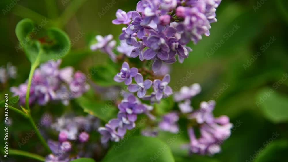 Close-up view of lavender colored lilac flowers on green bush. Beauty in nature. Soft focus. Handheld video. Natural spring background. Close-up view of lavender colored lilac flowers on green bush. Beauty in nature. Soft focus. Handheld video. Natural spring background.
