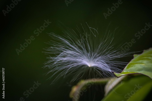 dandelion seeds close up on the leaf