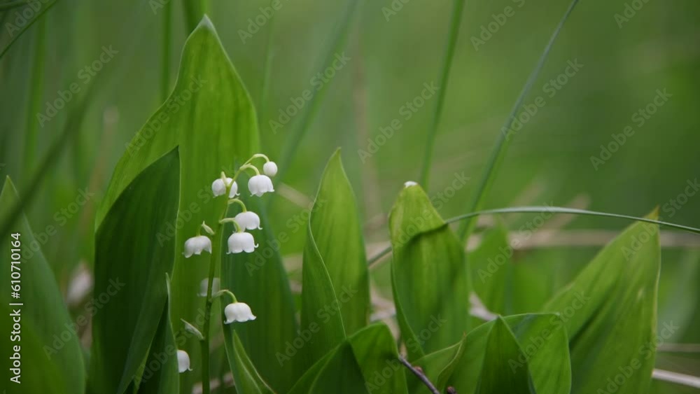 Close-up view of beautiful white Convallaria majalis (Lily of the valley or Mary's tears) flowers against green background. Soft focus. Real time handheld video. Beauty in nature theme. Close-up view of beautiful white Convallaria majalis (Lily of the valley or Mary's tears) flowers against green background. Soft focus. Real time handheld video. Beauty in nature theme.