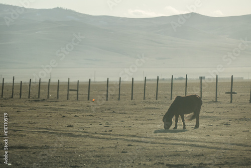 Domestic horses in the nature livestock in Central Mongolia