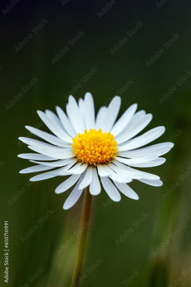 Fototapeta premium A Daisy Flower on a meadow