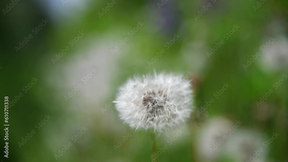 Close-up view of beautiful white Taraxacum officinale (dandelion or common dandelion) clock against natural green background. Soft focus. Real time handheld video. Springtime theme. Close-up view of beautiful white Taraxacum officinale (dandelion or common dandelion) clock against natural green background. Soft focus. Real time handheld video. Springtime theme.