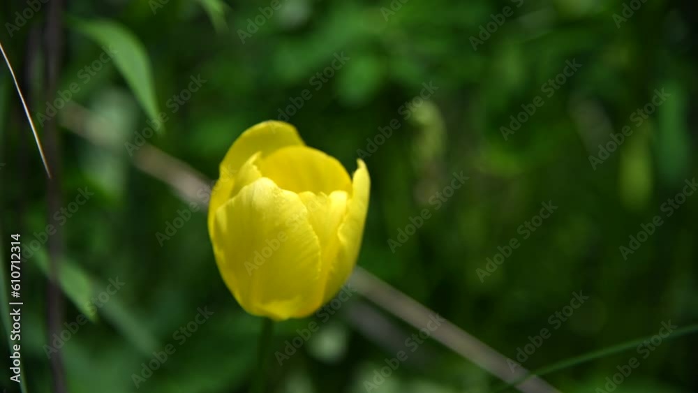 Close-up view of single yellow tulip flower against green background. Soft focus. Copy space for your text. Beauty in nature theme. Close-up view of single yellow tulip flower against green background. Soft focus. Copy space for your text. Beauty in nature theme.