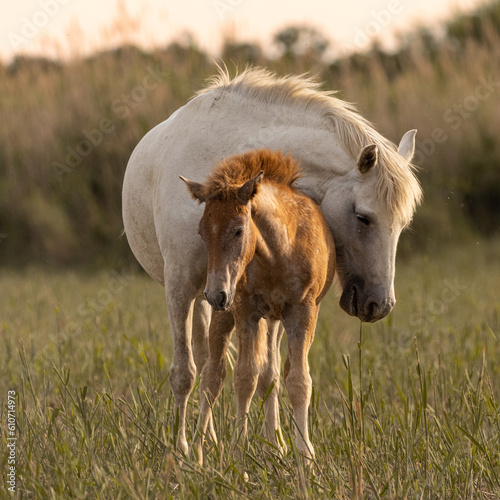 wild camargue horse with foal