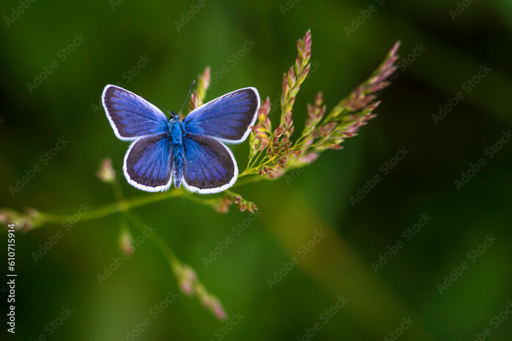 The common blue butterfly (Polyommatus icarus) is a butterfly in the family Lycaenidae beautiful blurred green background field. summer Poa pratensis Smooth meadow grass, close-up The common blue butterfly (Polyommatus icarus) is a butterfly in the family Lycaenidae beautiful blurred green background field. summer Poa pratensis Smooth meadow grass, close-up