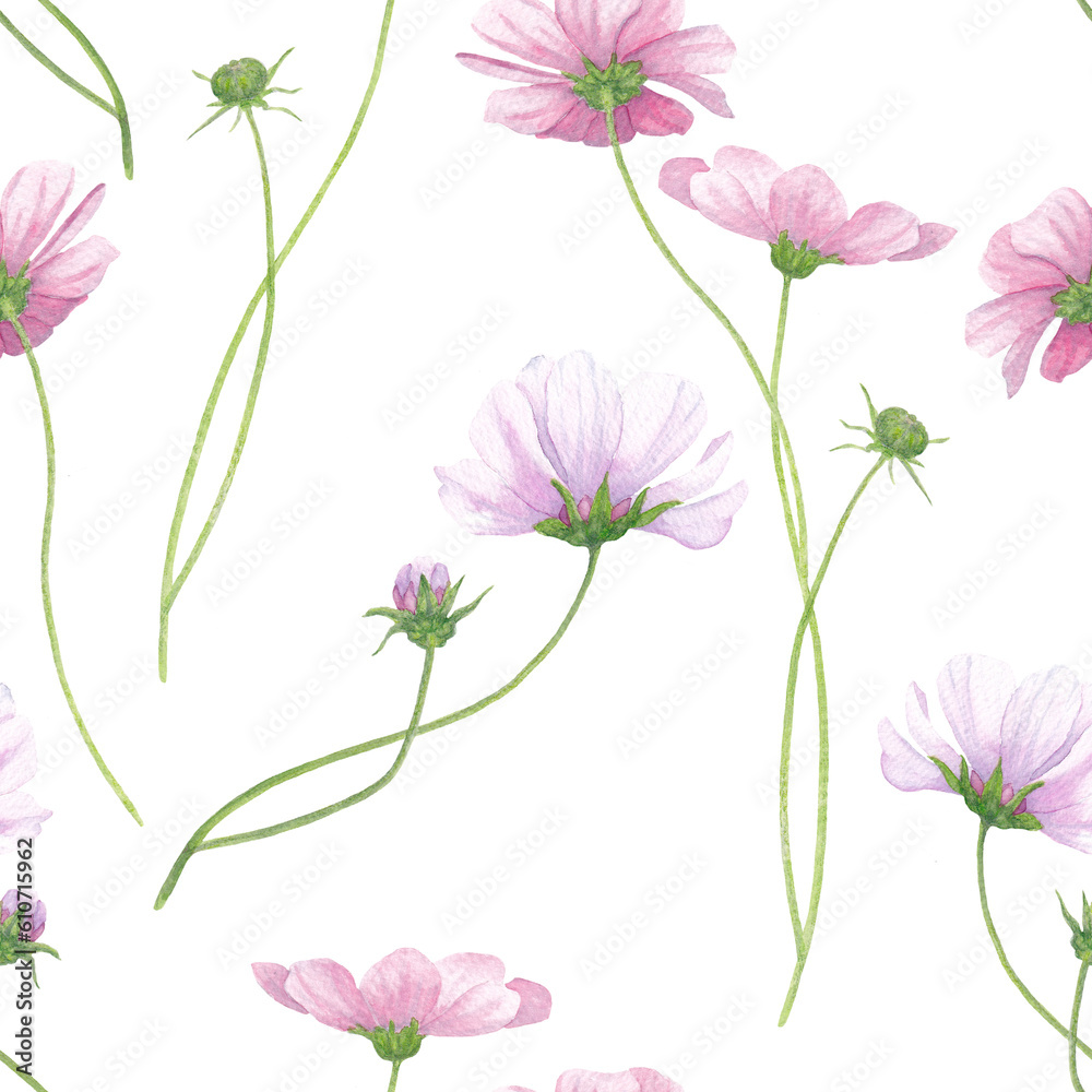 Delicate pink flowers of cosmea on a white background. Watercolor seamless pattern. Delicate pink flowers of cosmea on a white background. Watercolor seamless pattern.