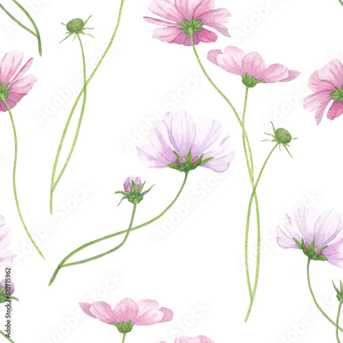 Fototapeta Naklejka Na Ścianę i Meble -  Delicate pink flowers of cosmea on a white background. Watercolor seamless pattern.