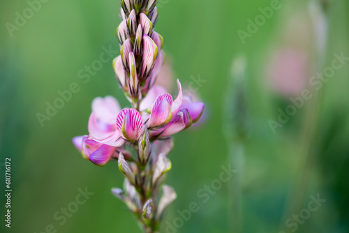 Close-up of a common sainfoin, onobrychis viciifolia, flower in bloom. Honey flower. Beautiful pink wild flower. Meadow grasses.