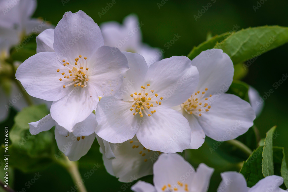 Jasmine blossom, selective focus close up white flowers in a garden PLANT Beautiful Fresh  summer evening bush COPY SPACE.