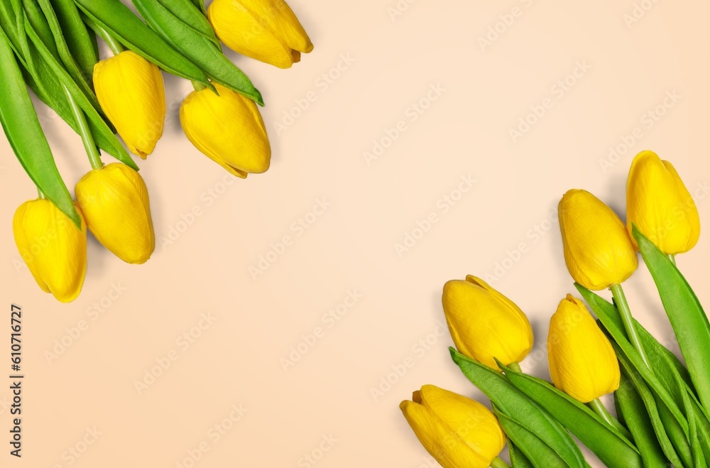 Obraz premium Beautiful fresh tulip flowers on background