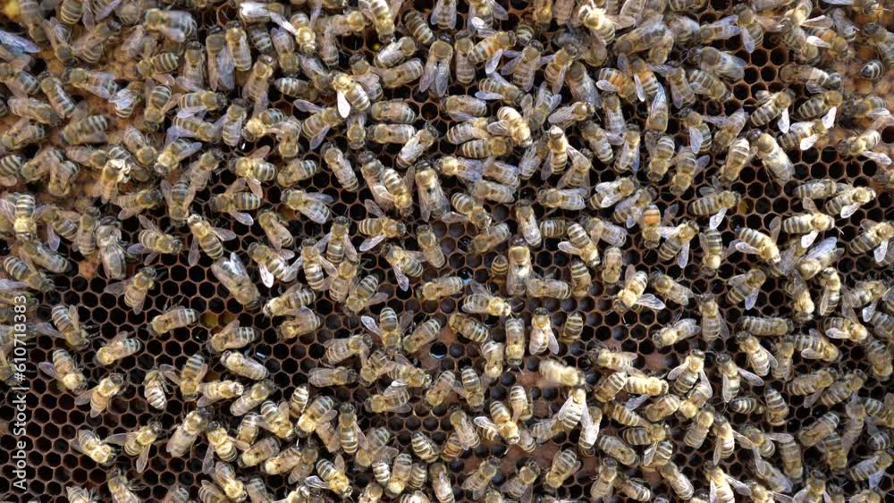 Colony of bees on honeycomb in apiary. Beekeeping in countryside. Many working bees on honeycomb, close up. Detailed shot within a hive in a honeycomb, wax cells with honey and pollen. Honey in combs Colony of bees on honeycomb in apiary. Beekeeping in countryside. Many working bees on honeycomb, close up. Detailed shot within a hive in a honeycomb, wax cells with honey and pollen. Honey in combs