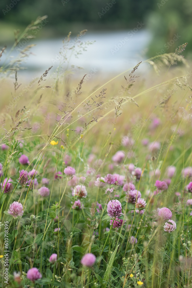 Photo of a field clover on the summer edge.