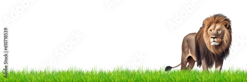Lion in green grass on transparent background  png 