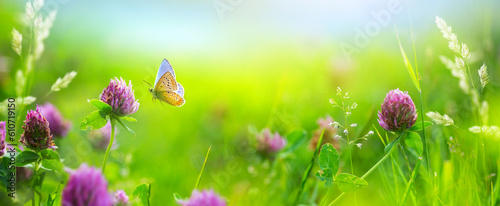Sunny summer nature background with fly butterfly and wild flowers in grass with sunlight and bokeh. Outdoor nature