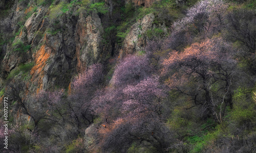 Wild apricots bloom on the rocks in spring mountains