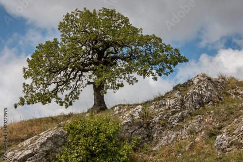 an abandoned, beautifully shaped tree on a rock