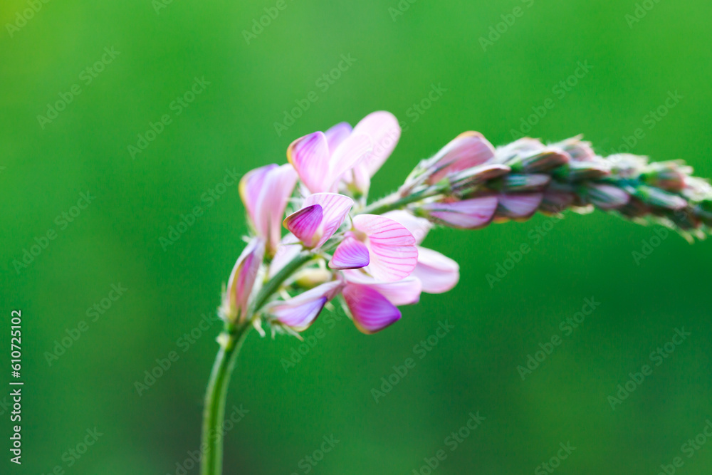 Obraz premium Close-up of a common sainfoin, onobrychis viciifolia, flower in bloom. Honey flower. Beautiful pink wild flower. Meadow grasses.