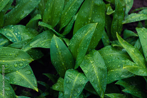 Fotografia Wild garlic leaves after rain