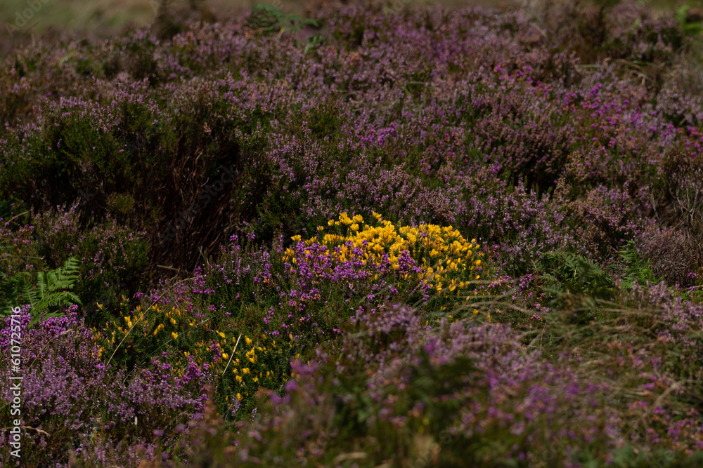 Obraz premium purple heather flower meadow field in Ireland.
