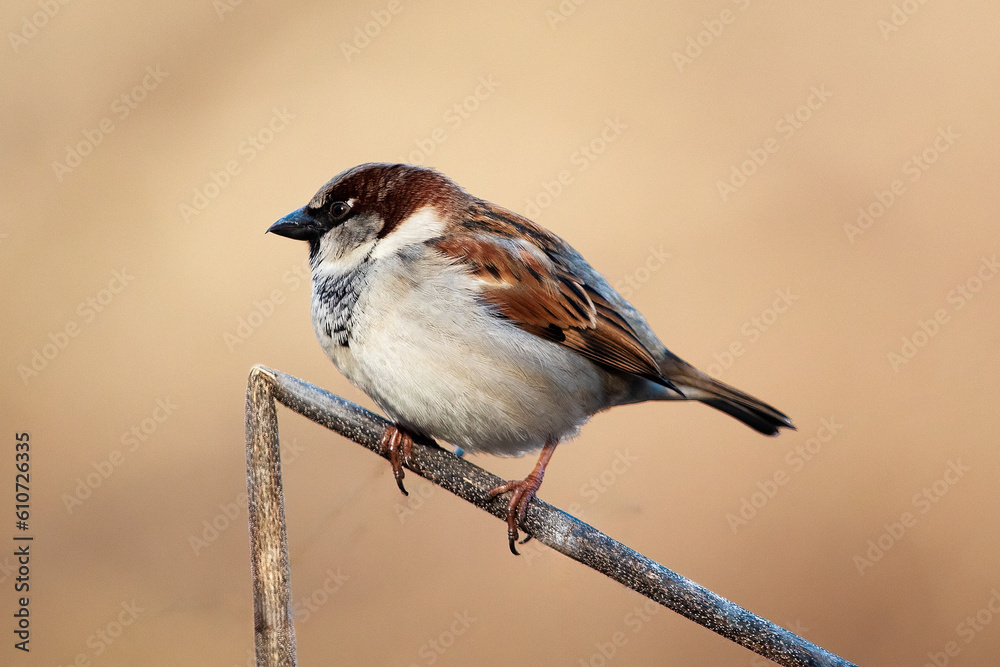 A Sparrow perched on a twig in a garden with blurred background A Sparrow perched on a twig in a garden with blurred background