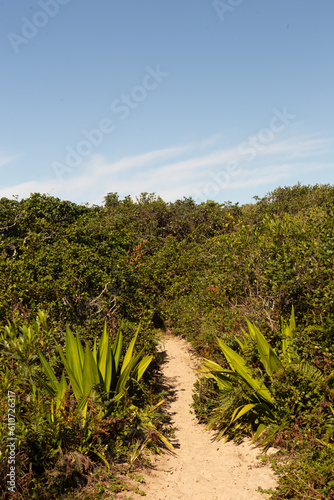 Plants and Nature - Plantas Arvores flores