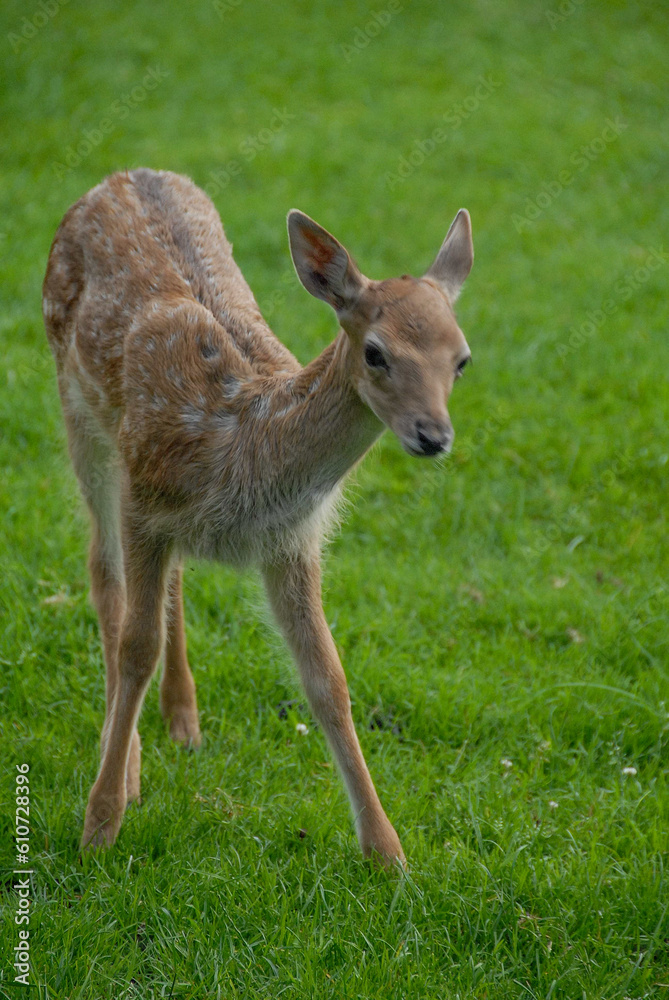 Fototapeta premium Rotwild im Münsterland