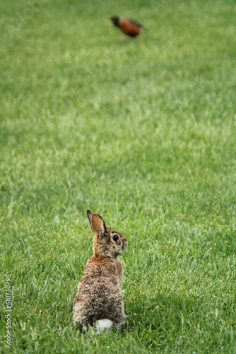 rabbit in the grass  robin looks on © WFotography