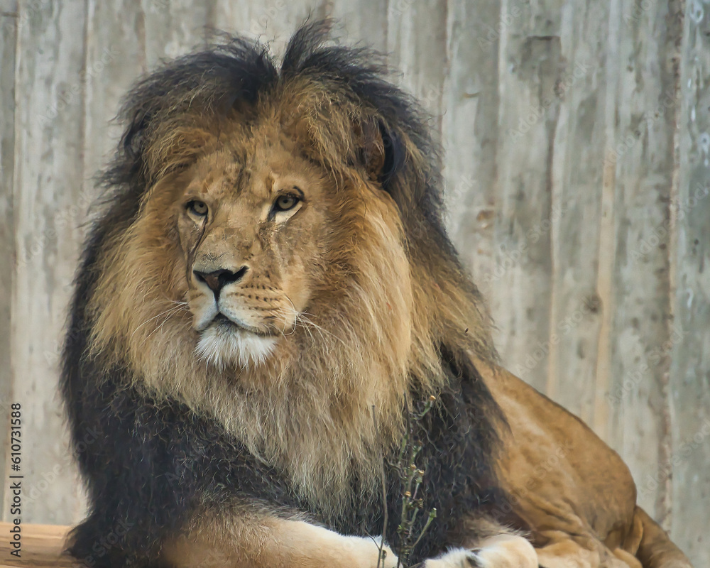Obraz premium Lion